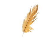 hen-feather-images-2