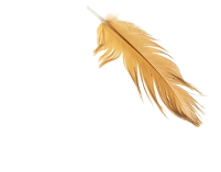 hen-feather-images-3