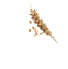 wheat (1)