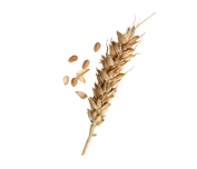 wheat-2