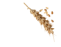 wheat-3