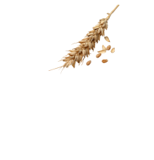 wheat-4
